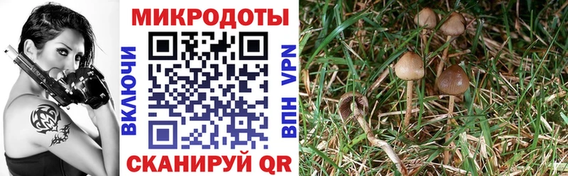 Псилоцибиновые грибы мухоморы Юрьев-Польский