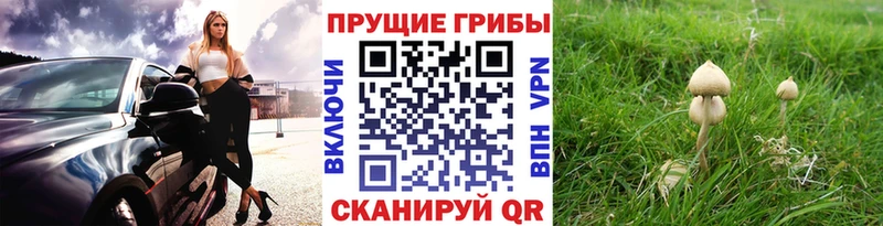 Галлюциногенные грибы MAGIC MUSHROOMS купить наркотики сайты Юрьев-Польский